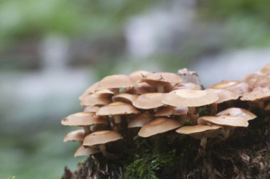 Eski bir kütüğün üzerinde kılıflı bir tahta parçası, yakın plan.