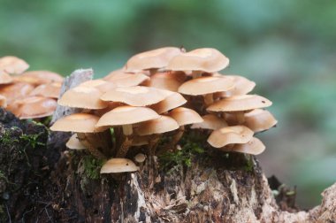 Eski bir kütüğün üzerinde kılıflı bir tahta parçası, yakın plan.