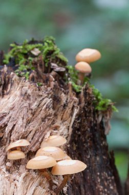 Eski bir kütüğün üzerinde kılıflı bir tahta parçası, yakın plan.