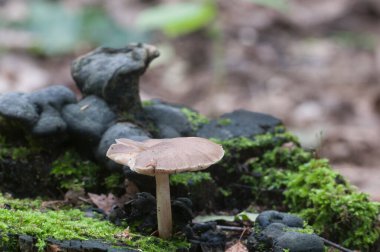 Geyik mantarı (Pluteus cervinus) bir ağaç kütüğünün yanında.
