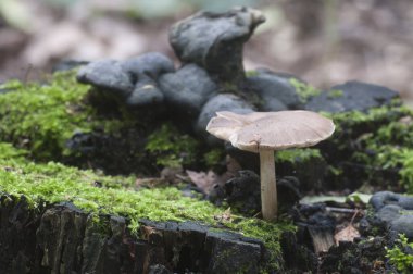Geyik mantarı (Pluteus cervinus) bir ağaç kütüğünün yanında.