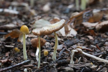 Bolbitius vitellinus mantarları bir orman toprağında, yaklaş