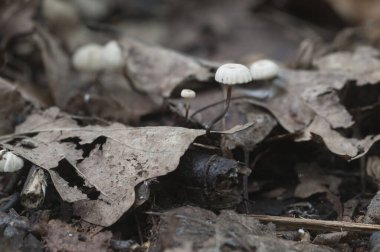 Marasmius Wettsteinii mantarları yakın çekim yerel odak