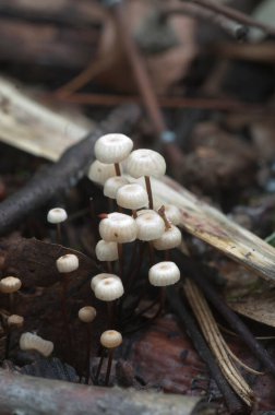 Marasmius Wettsteinii mantarları yakın çekim yerel odak