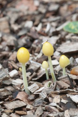 Bolbitius vitellinus mantarları bir orman toprağında, yaklaş