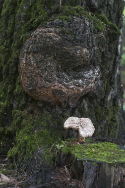 Poliporus Squamosus mantarı ormanda, yakın çekim
