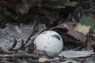 Phallus impudicus (yaygın kokuşmuş) sonbahar yapraklarında mantar