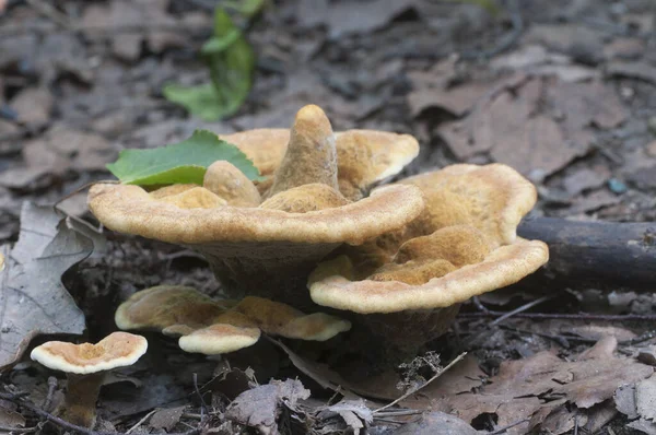 Hyhellum Auratile Mushroom Close Shoot Local Focus — стоковое фото