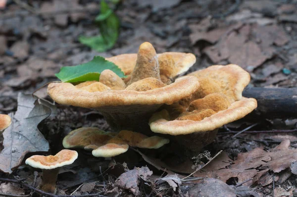 Hyhellum Auratile Mushroom Close Shoot Local Focus — стоковое фото