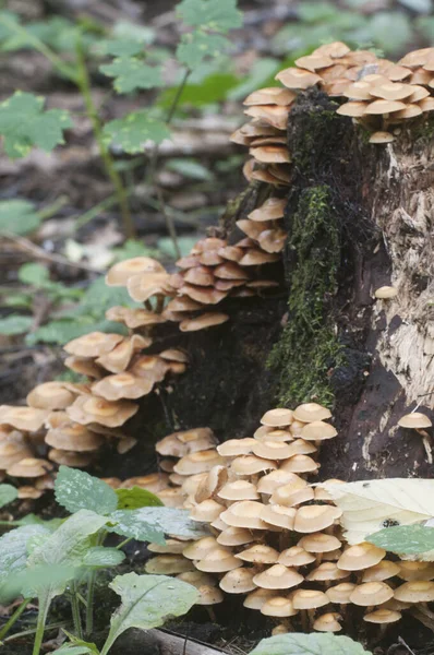 Gepolijst Hout Een Oude Stomp Close — Stockfoto