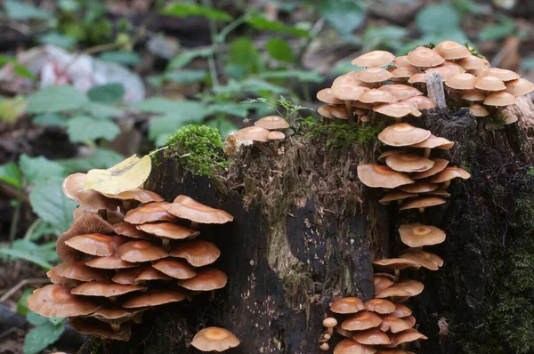 Mechón Madera Enfundado Viejo Tocón Primer Plano —  Fotos de Stock