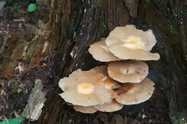 Mechón Madera Enfundado Viejo Tocón Primer Plano —  Fotos de Stock