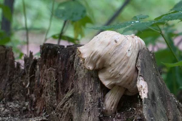 Pluteus Grzyb Starym Odłamku — Zdjęcie stockowe