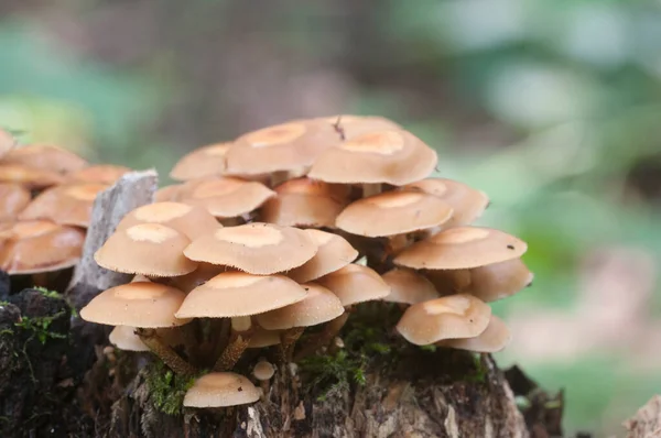 Mechón Madera Enfundado Viejo Tocón Primer Plano — Foto de Stock