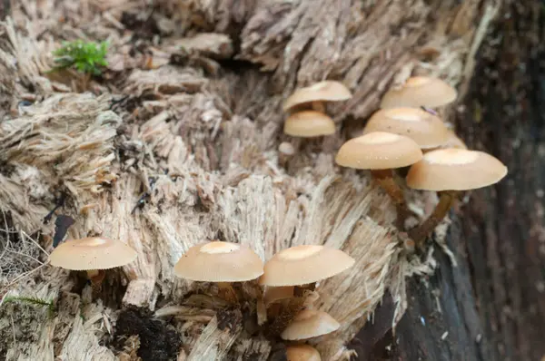 Mechón Madera Enfundado Viejo Tocón Primer Plano —  Fotos de Stock