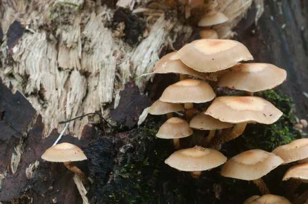 Mechón Madera Enfundado Viejo Tocón Primer Plano — Foto de Stock