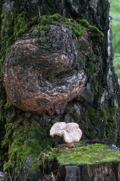 Polyporus Squamosus Champignon Dans Forêt Gros Plan — Photo