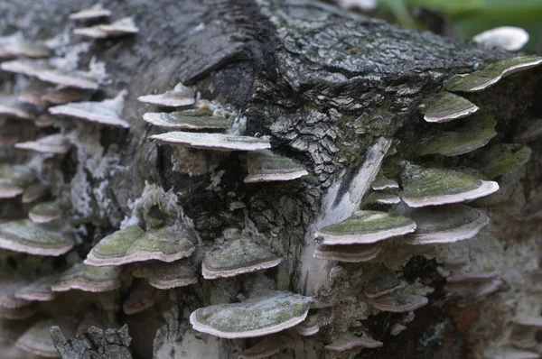 Trichaptum Biforme Parasite Mushrooms Close Shot — Stock Photo, Image