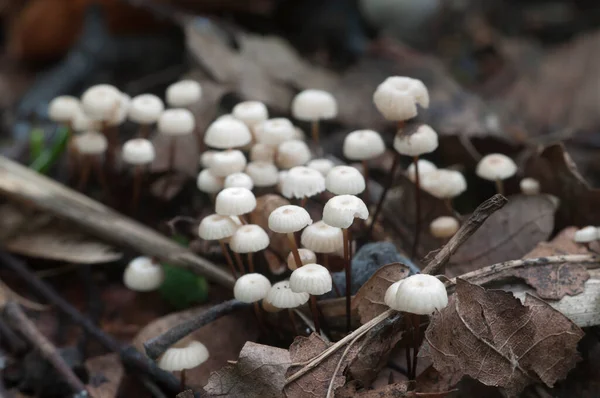 Marasmius Wettsteinii Musrooms Close Shot Focus Locale — Foto Stock