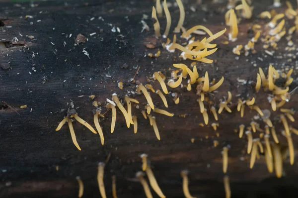 Champignons Calocera Cornée Sur Bois Mort Gros Plan — Photo