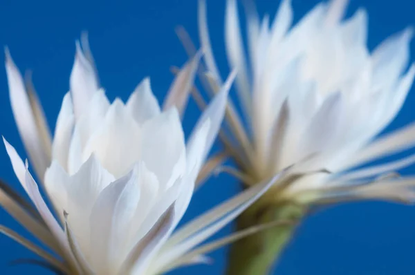 Echinopsis Fiore Uno Sfondo Blu Primo Piano — Foto Stock