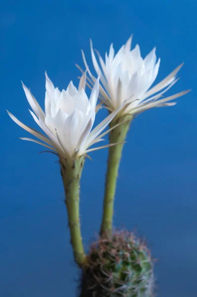 Echinopsis Flower Blue Background Close — Stock Photo, Image