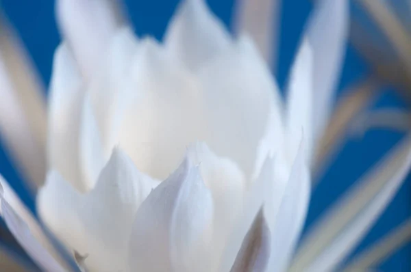 Echinopsis Květ Modrém Pozadí Zblízka — Stock fotografie