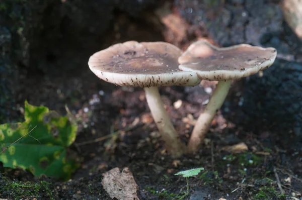 Rådjur Svamp Pluteus Cervinus Nära Björk Stubbe — Stockfoto