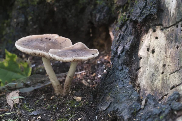 Гриб Оленя Pluteus Cervinus Возле Пня Березы — стоковое фото