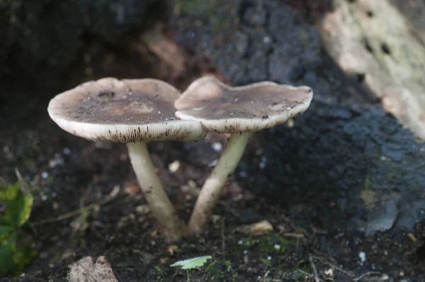 Гриб Оленя Pluteus Cervinus Возле Пня Березы — стоковое фото