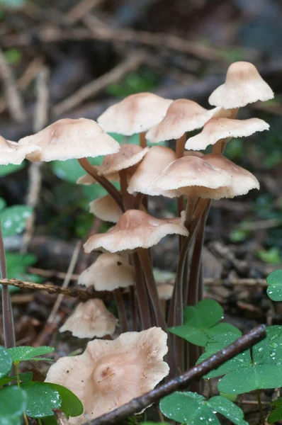 Las Setas Gymnopus Confluens Sobre Las Hojas Viejas Grises Otoñales — Foto de Stock