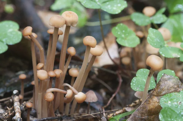 Las Setas Gymnopus Confluens Sobre Las Hojas Viejas Grises Otoñales —  Fotos de Stock