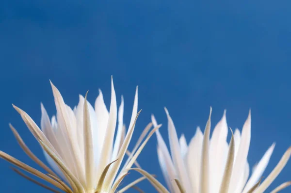 Echinopsis Flower Blue Background Close — Stock Photo, Image
