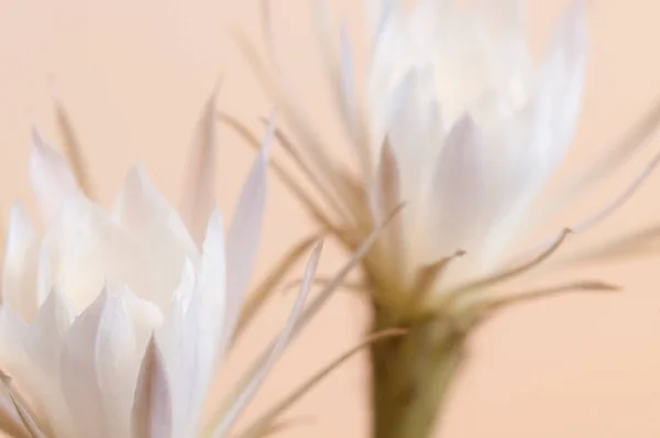 Echinopsis Květ Béžovém Pozadí Zblízka — Stock fotografie