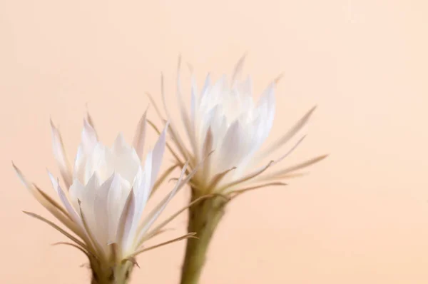 ベージュ地にエチノピーの花を咲かせます — ストック写真
