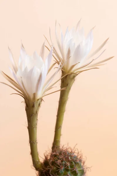 Echinopsis Flower Beige Background Close — Stock Photo, Image