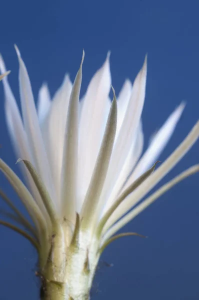 Echinopsis Květ Modrém Pozadí Zblízka — Stock fotografie