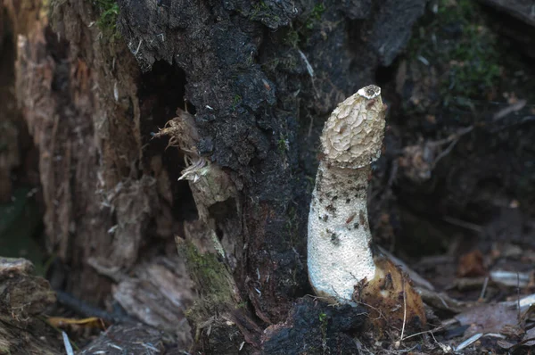 Phallus Impudicus Common Stinkhorn Sientä Syksyn Lehdissä — kuvapankkivalokuva