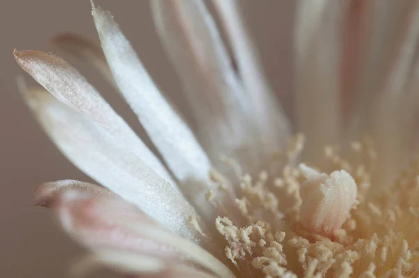 Kvetoucí Kaktus Rodiny Neochilenie Detailní Záběr — Stock fotografie