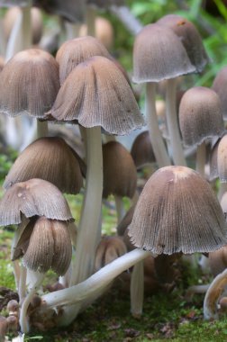 Coprinus Miccaceus mantarı ağacın yanında, yaklaş.