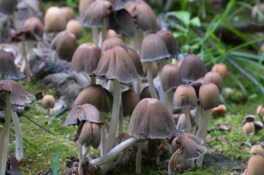 Coprinus Miccaceus mantarı ağacın yanında, yaklaş.