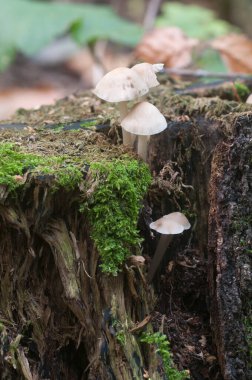 Mycena galericulata mantarları eski bir kütüğün üzerinde, yakın plan