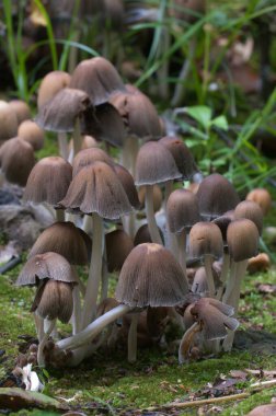 Coprinus Miccaceus mantarı ağacın yanında, yaklaş.