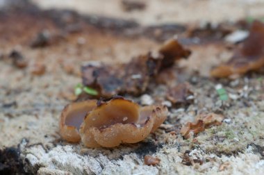 Peziza varia ascomycete fungus, yakın çekim, yerel odak