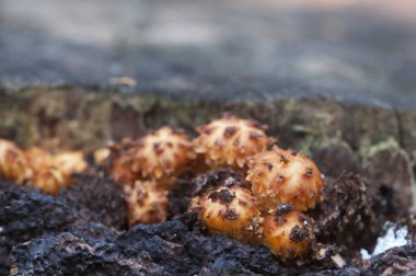 Pholiota aurivella mantarı eski bir kütüğün üzerinde