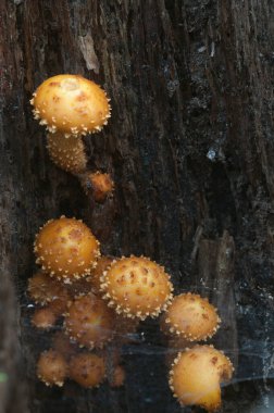 Pholiota aurivella mantarı eski bir kütüğün üzerinde