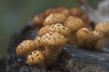 Pholiota aurivella mantarı eski bir kütüğün üzerinde