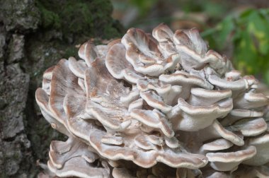 Grifola frondosa, edible polyporus mushroom whide khown in Far East and North America. clipart