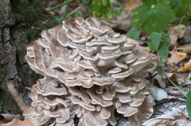 Grifola frondosa, yenilebilir poliporus mantar whhown in Far East and North America.