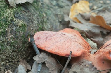 Fistulina hepatica (biftek mantarı) mantarı, yakın çekim
